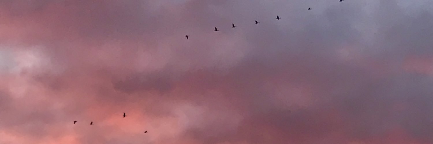 hippyhappydanni's profile banner image