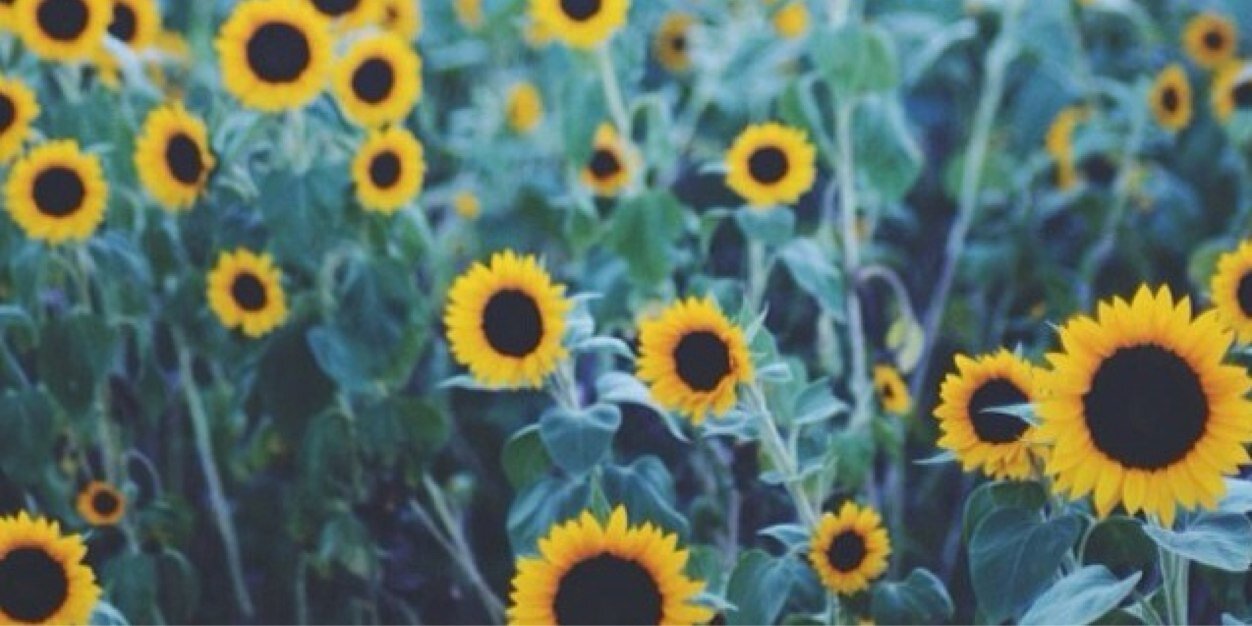 AndreaGiblas's profile banner image
