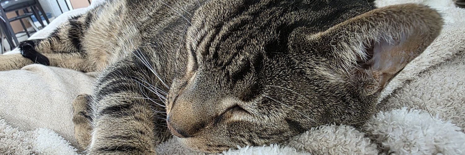 Brie_da_cheese's profile banner image
