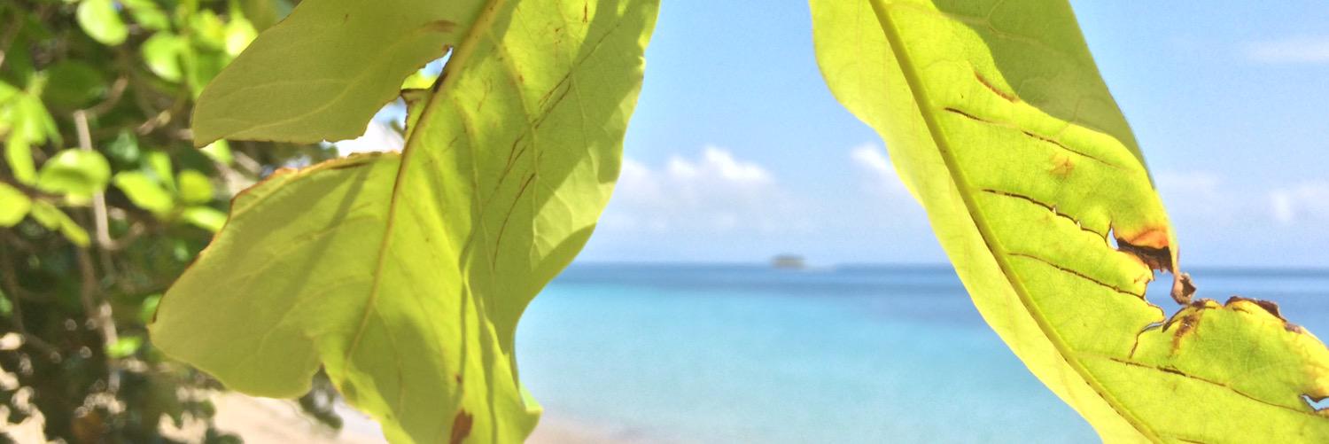 MariaLocandiere's profile banner image