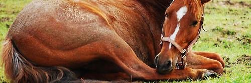 inggarksmn's profile banner image