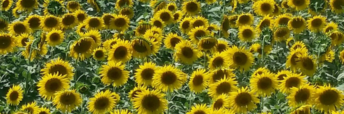 mafalda71's profile banner image