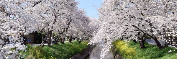 505swift Profile Banner