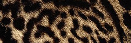 nosyllaellehcim's profile banner image
