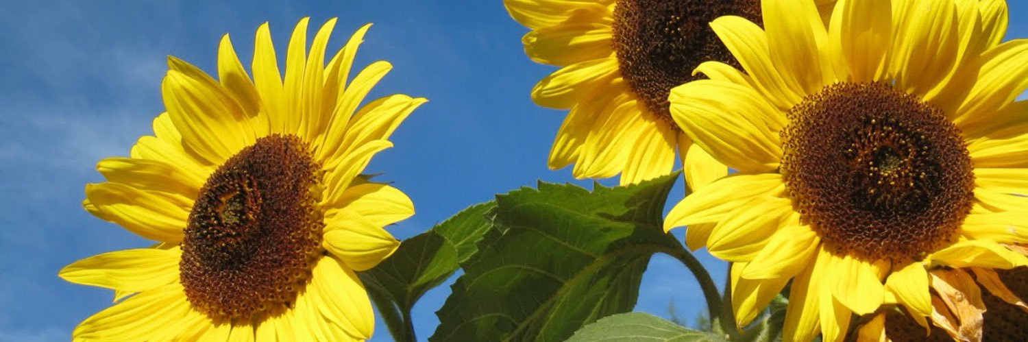 Regina Liberti banner