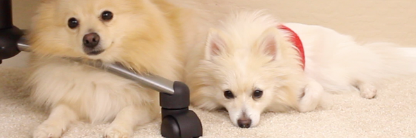 sssniperwolf Profile Banner