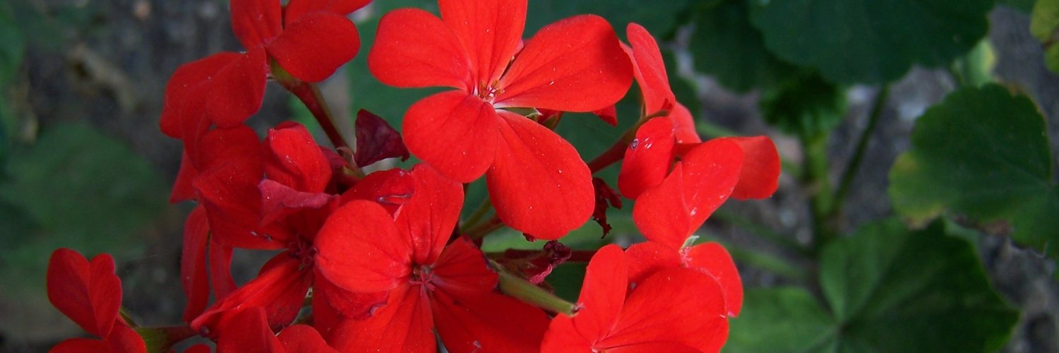 PRANAVSDAVE's profile banner image