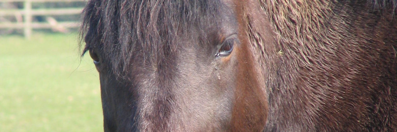 DiamondRiding's profile banner image