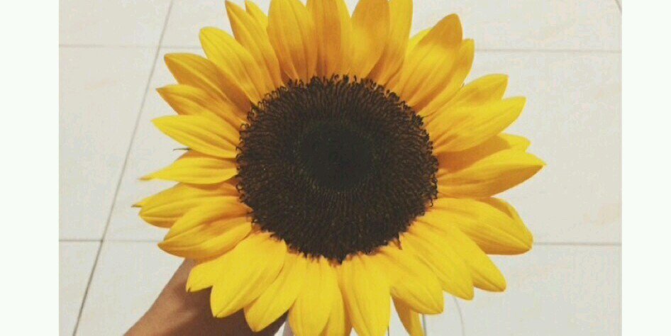 LisaSoual's profile banner image