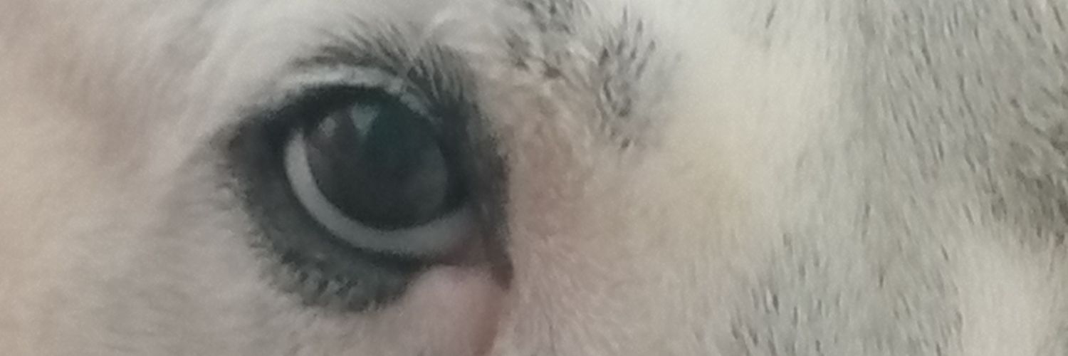 palhomo's profile banner image