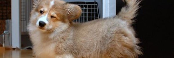 derycrees Profile Banner