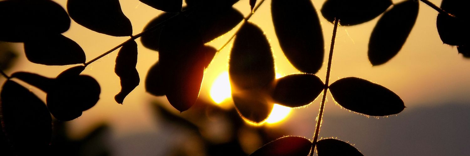 Krishaa_a's profile banner image