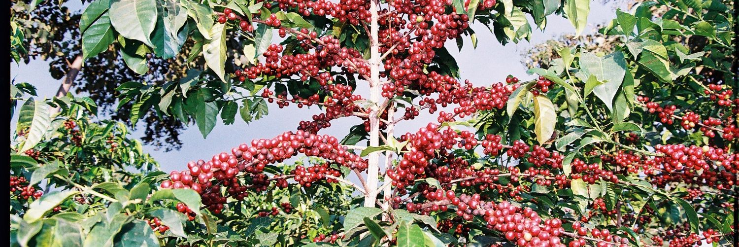 AromaCafeShop's profile banner image