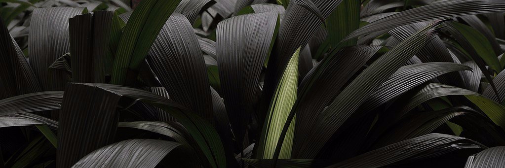 ioninalina's profile banner image