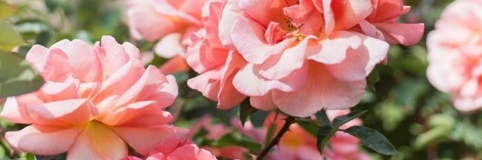 saeed_alsafran's profile banner image