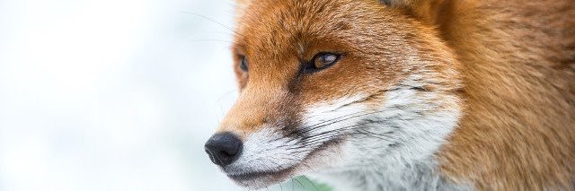 ChaaNo_'s profile banner image