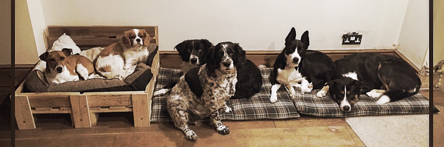 DogTrainerPete's profile banner image