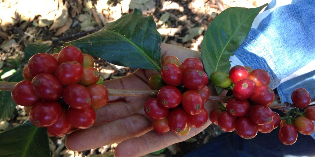 Luis Rodríguez banner