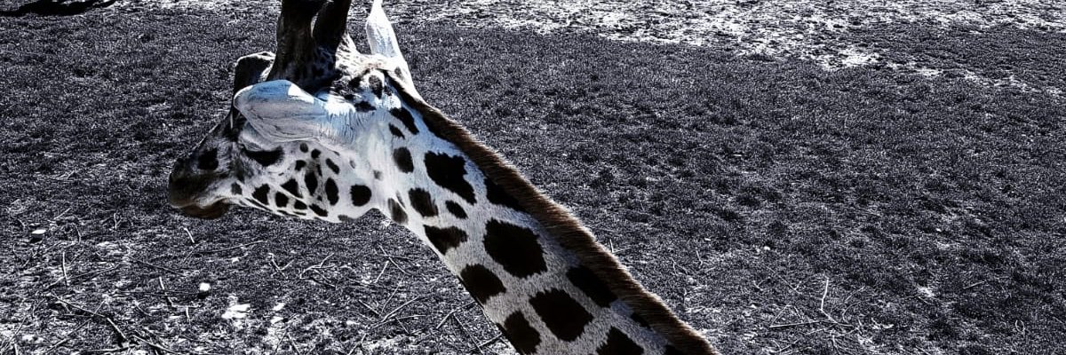 ShauniRose_'s profile banner image
