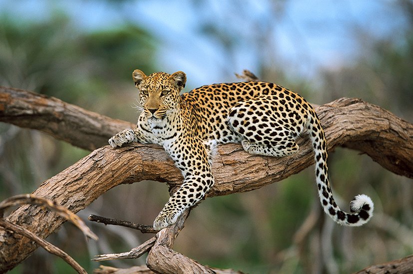 safariuk's profile banner image