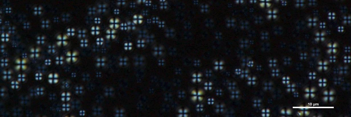 Raquel Verdejo banner