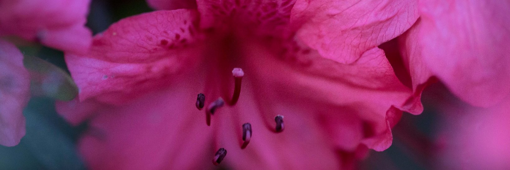 epphillipsphoto's profile banner image