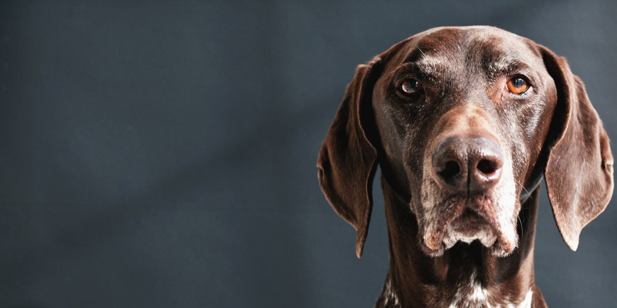 if it wags banner