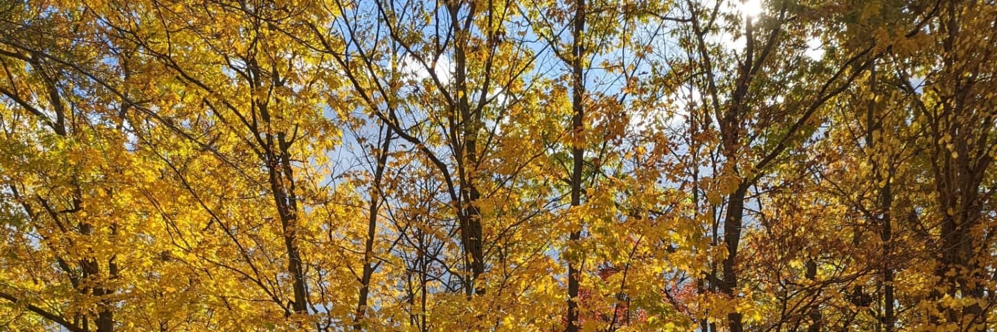 molly ☀️💚 banner