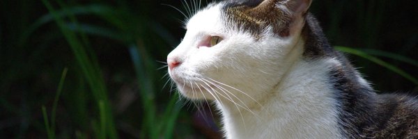 co_asm Profile Banner