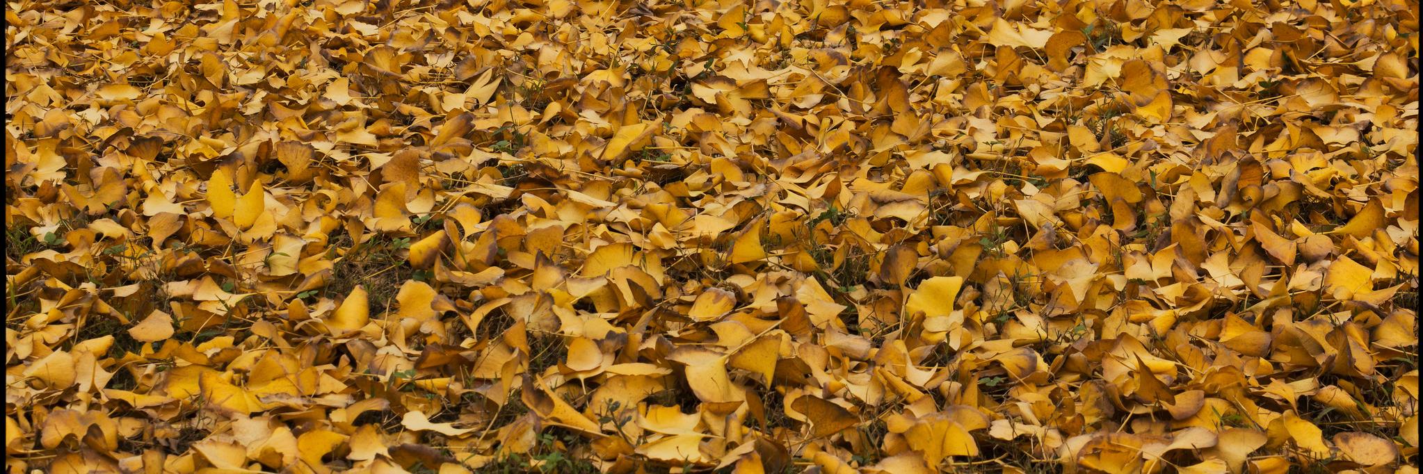 MhlMcculloch's profile banner image