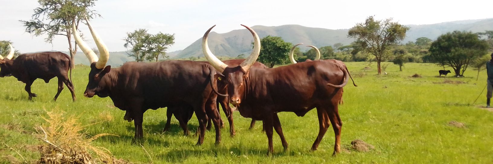 MAGUUNDU's profile banner image