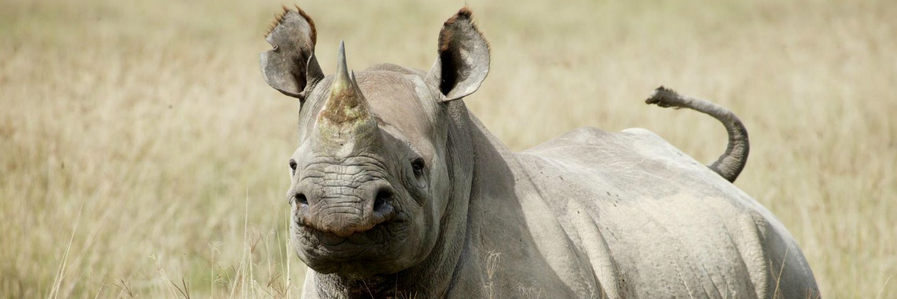 🏴‍☠️ The One! 🏴‍☠️ banner