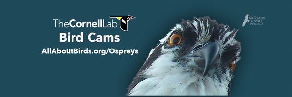Hellgate Osprey Profile Banner