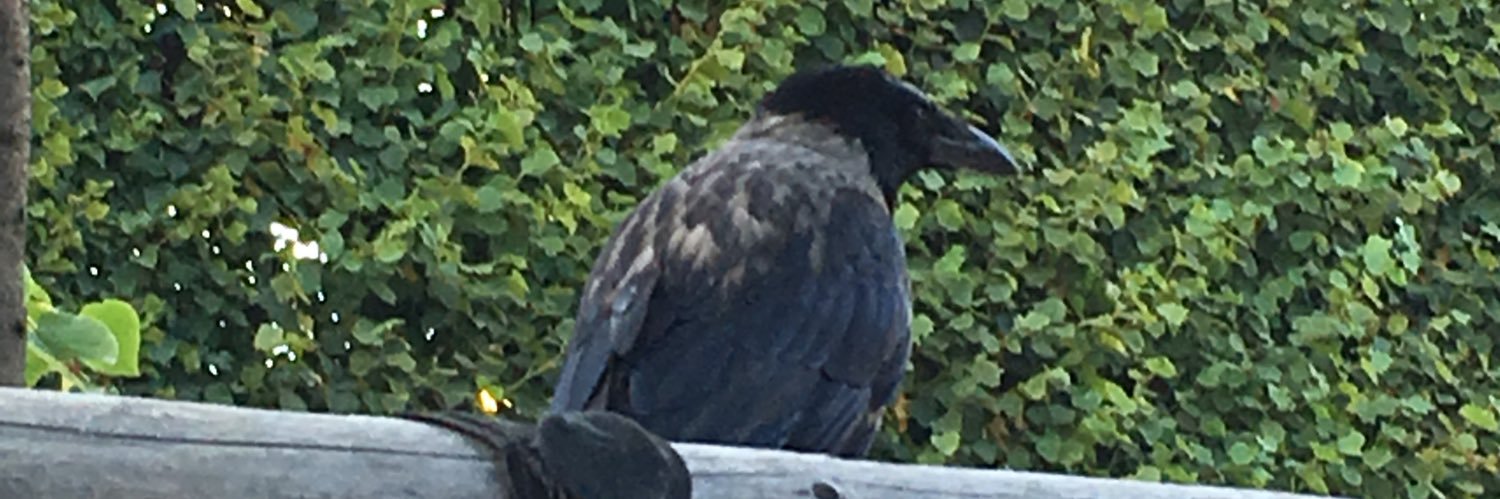 birhakken's profile banner image