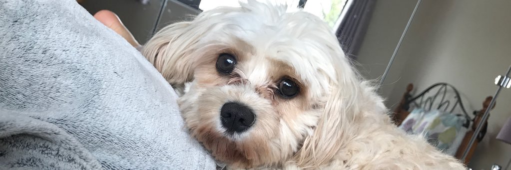 JemmaWiddows's profile banner image