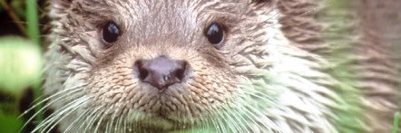 oscarliljeroth's profile banner image