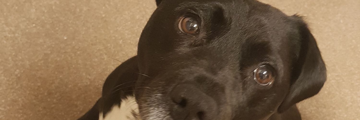Henry Freeman banner