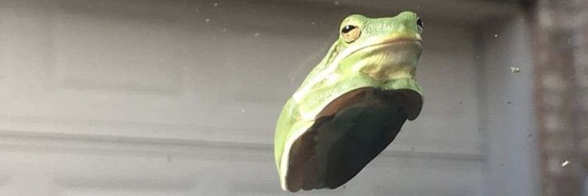 leansapiens's profile banner image