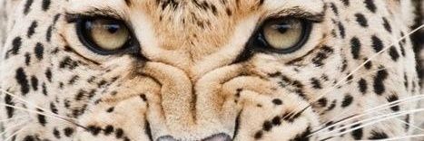 RoseTeHabla's profile banner image