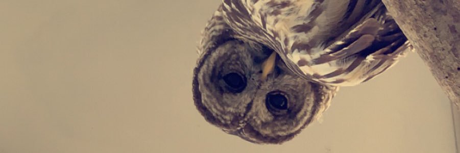 Alex_Furst's profile banner image