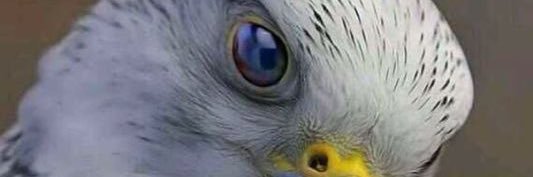 OAlfaihani's profile banner image