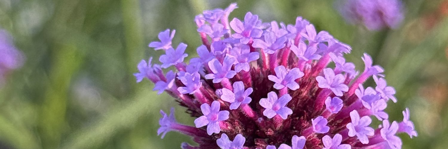 🇺🇸 𝕾𝖙𝖆𝖈𝖎 🇺🇸 banner