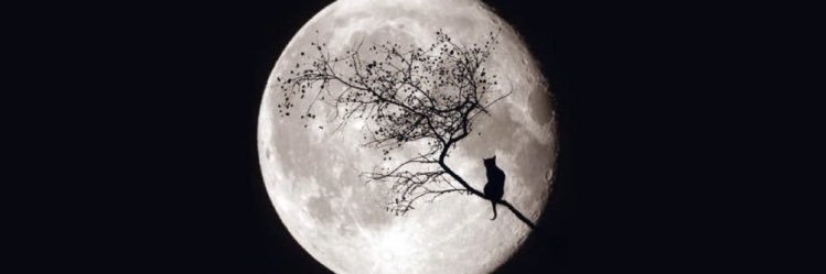 _shahdalsh's profile banner image