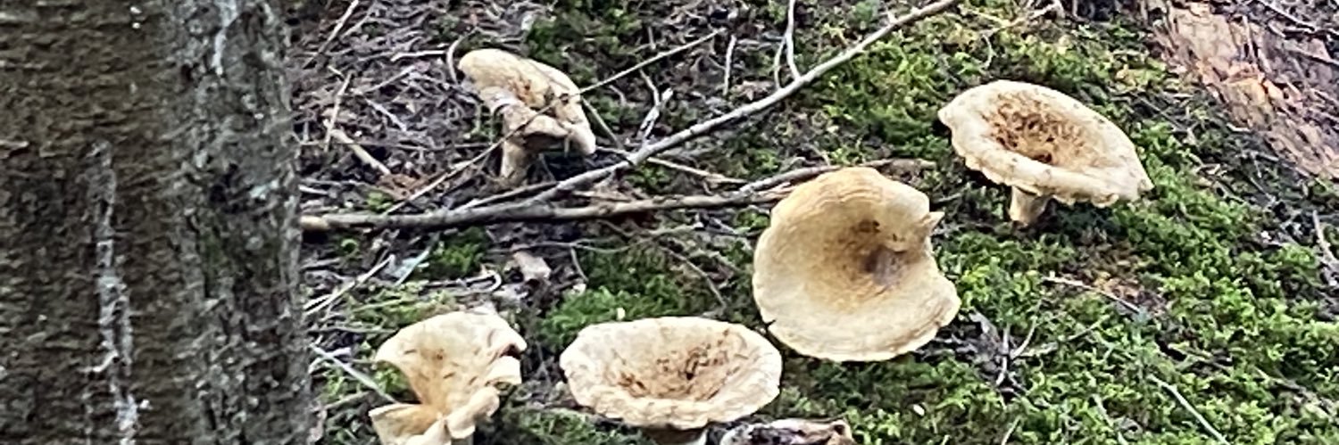 jean mathonet banner