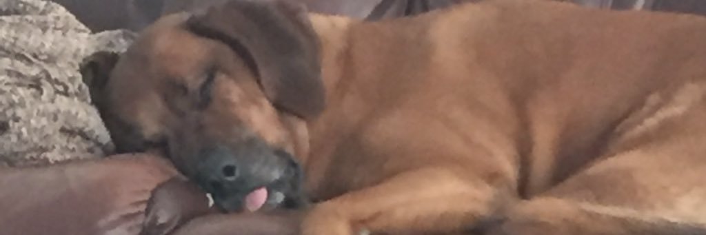 bailey_bam's profile banner image