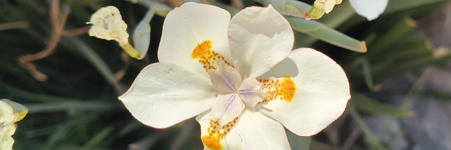 eutrapeli_a's profile banner image