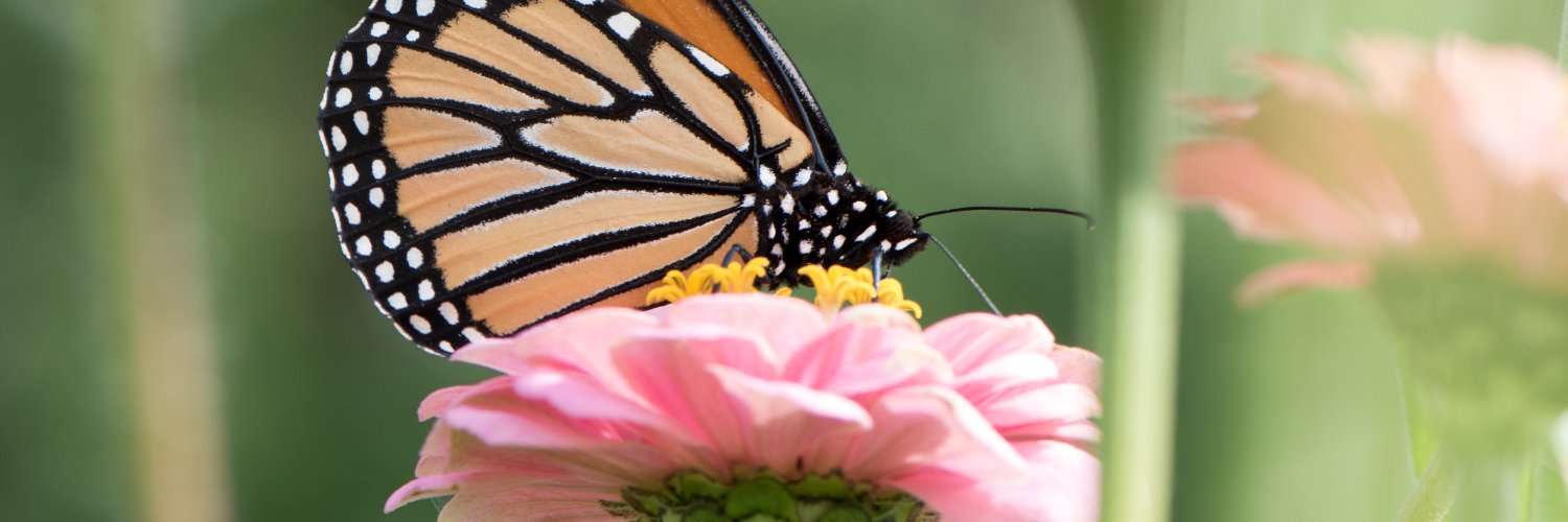 Angela Flannery, PMP banner