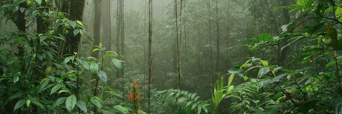 Geannina Sojo banner
