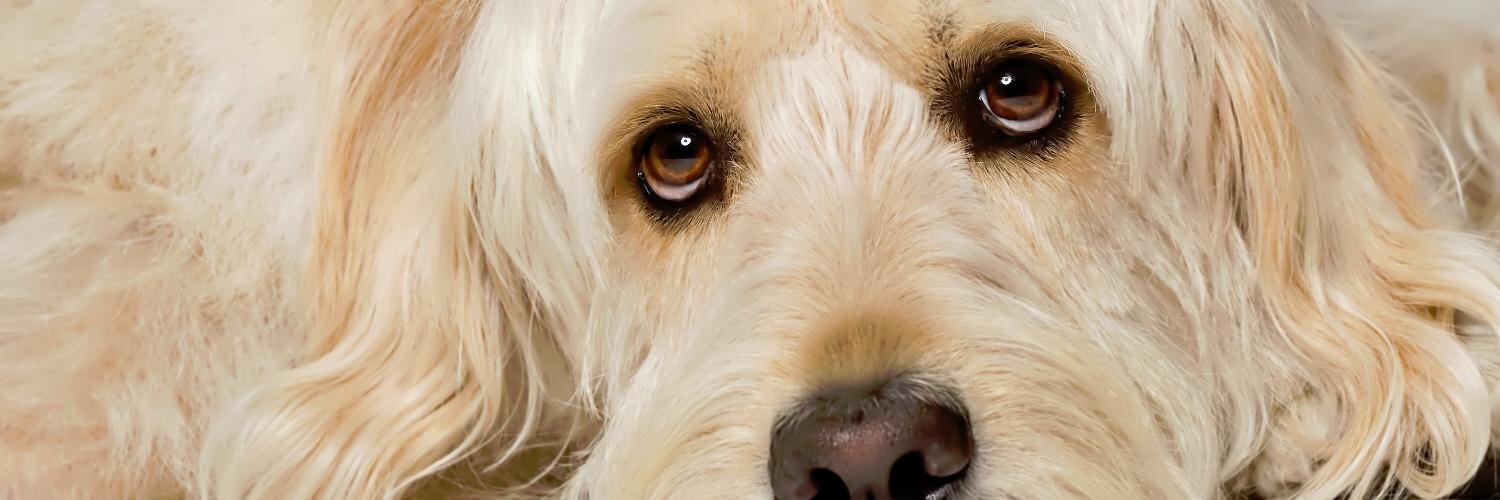 Bocker & Marie banner