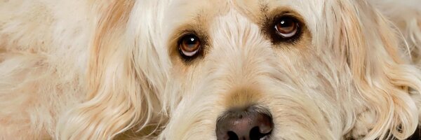 bocker Profile Banner